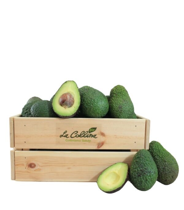 avocado Hass Biologico siciliano